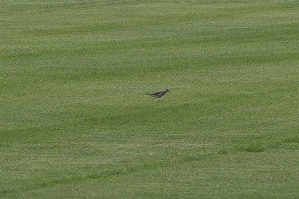 Buff-breasted Sandpiper - ML607905211