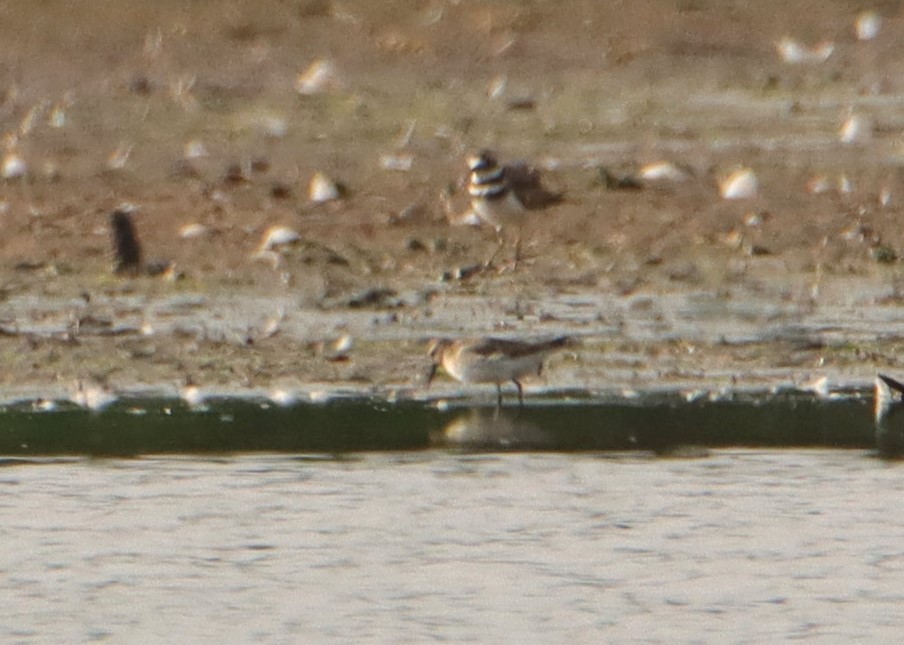 Baird's Sandpiper - ML607905371