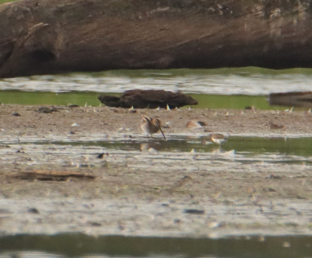Wilson's Snipe - ML607905391