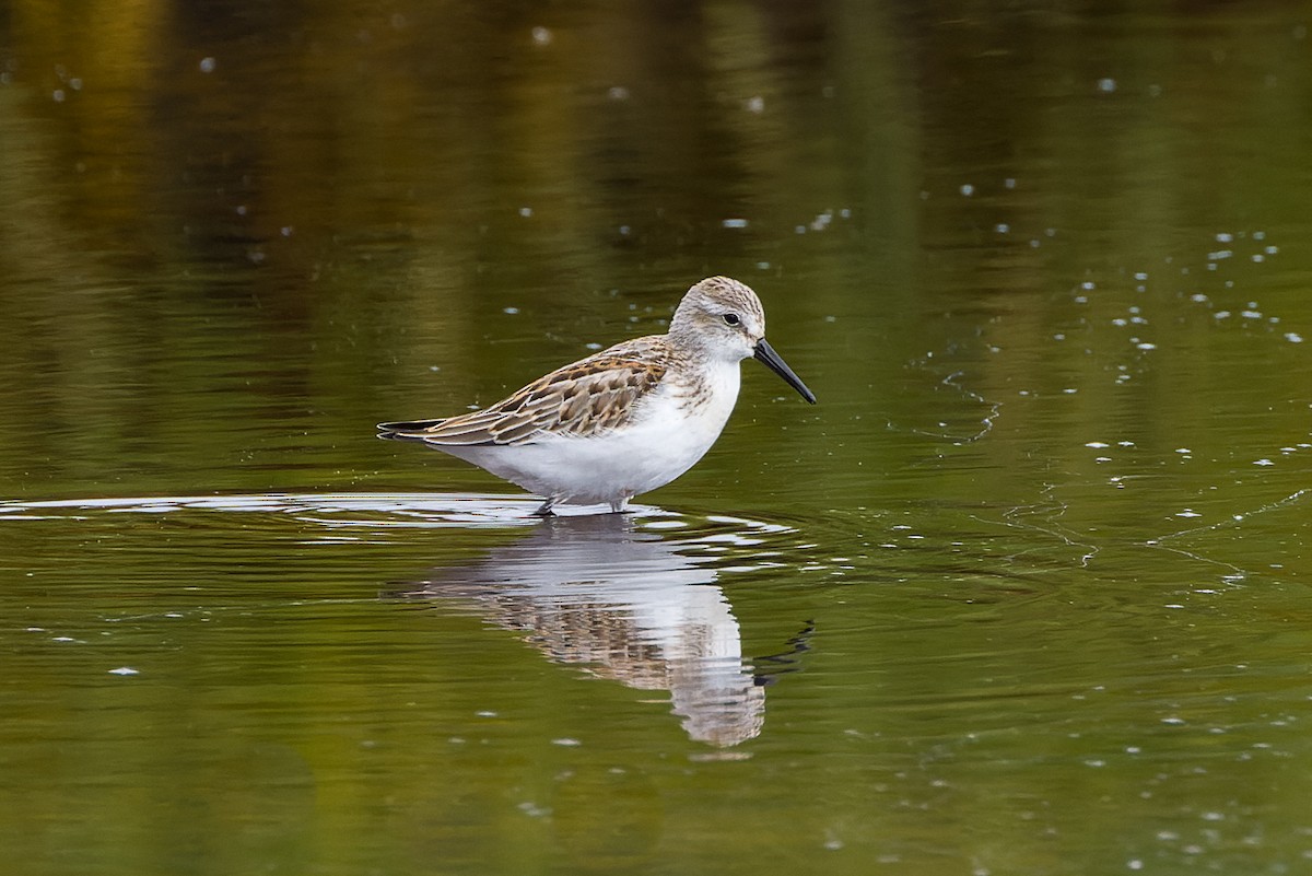 Western Sandpiper - ML607906051