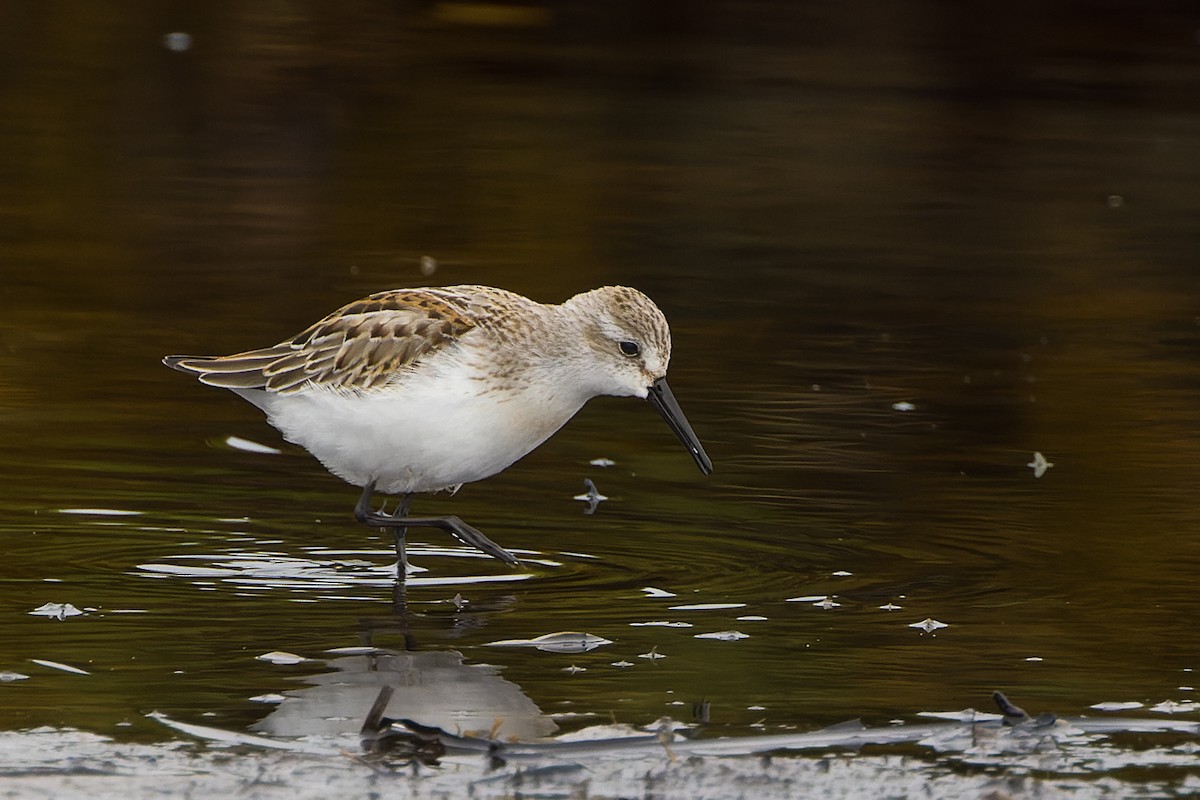 Western Sandpiper - ML607906061