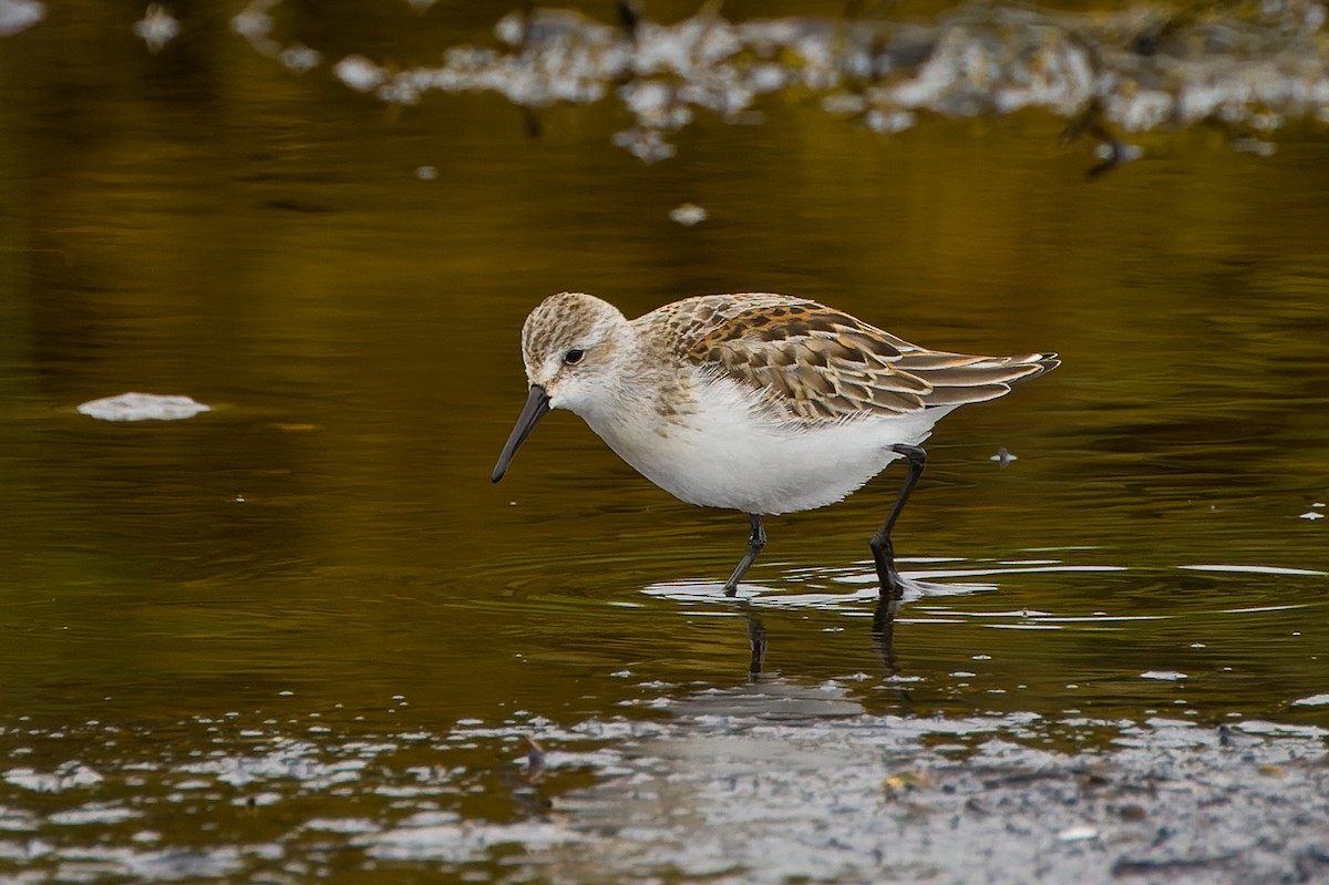 Western Sandpiper - ML607906071