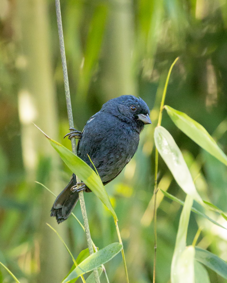 Blackish-blue Seedeater - ML607907071