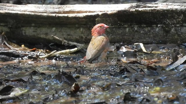 Red-billed Firefinch - ML607907491