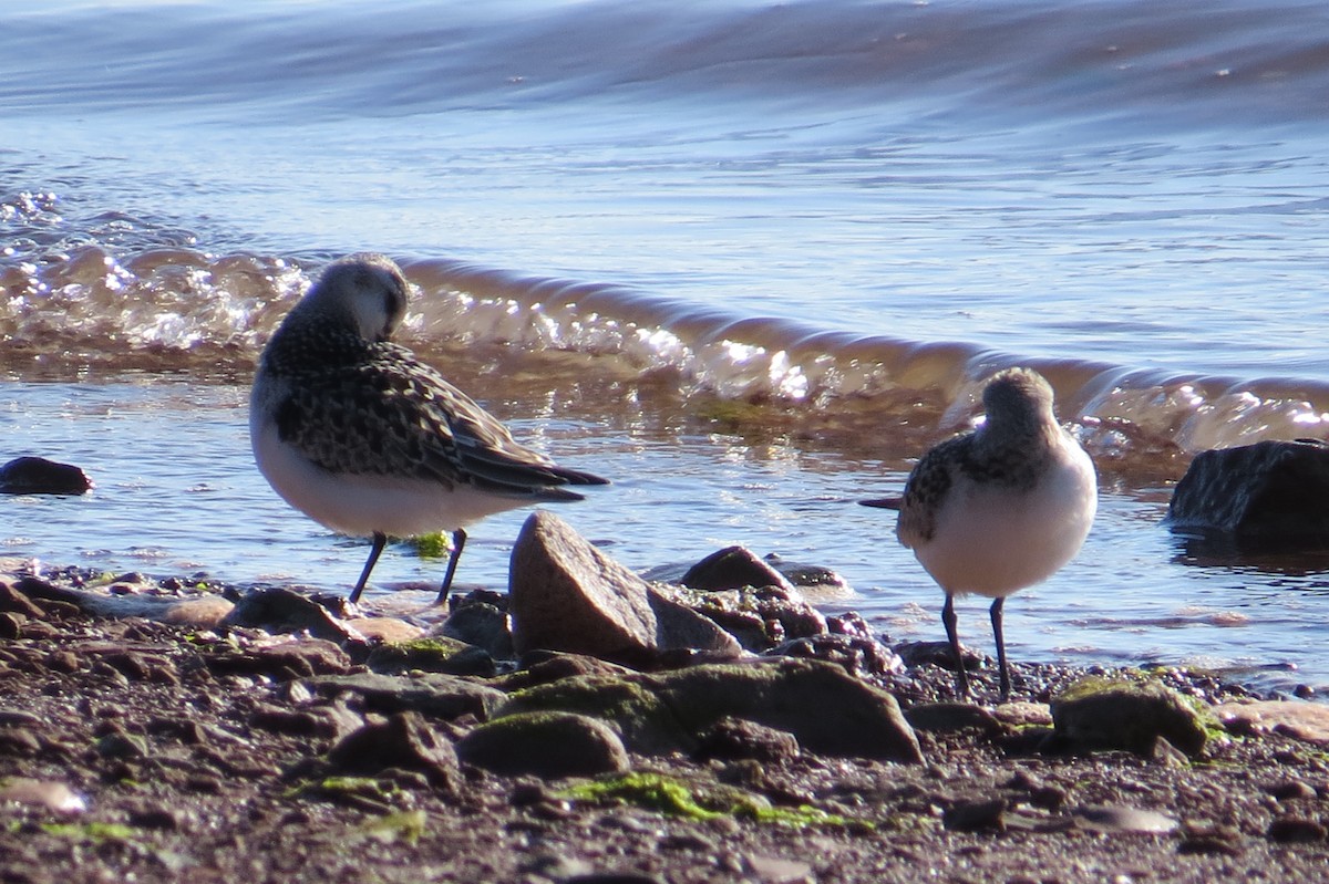 Bécasseau sanderling - ML607907841