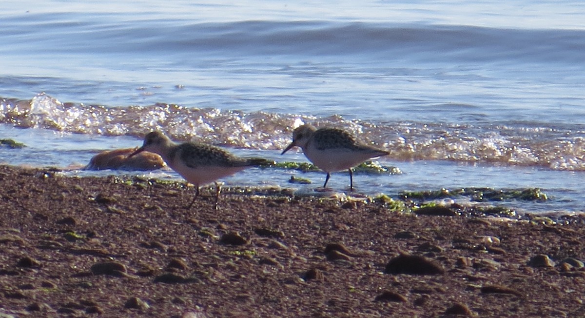 Bécasseau sanderling - ML607907851