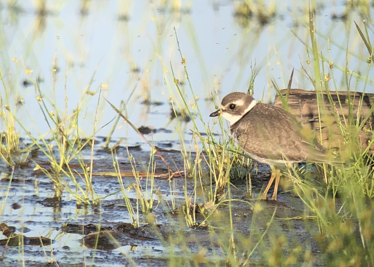 Semipalmated Plover - ML607907891