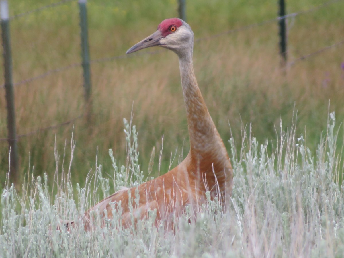 Sandhill Crane - Joshua French