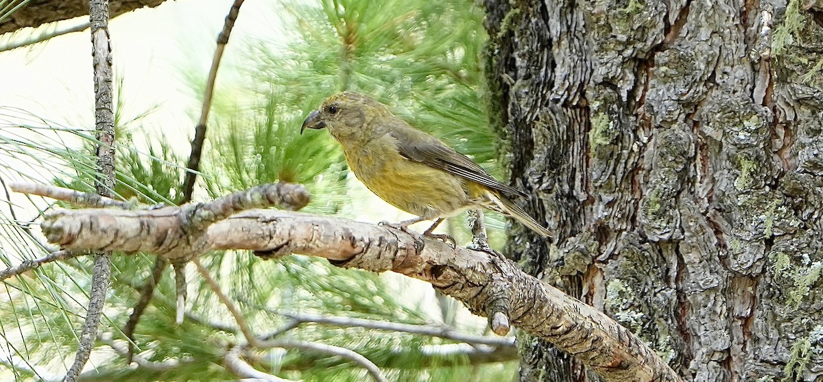 Red Crossbill - ML607908421