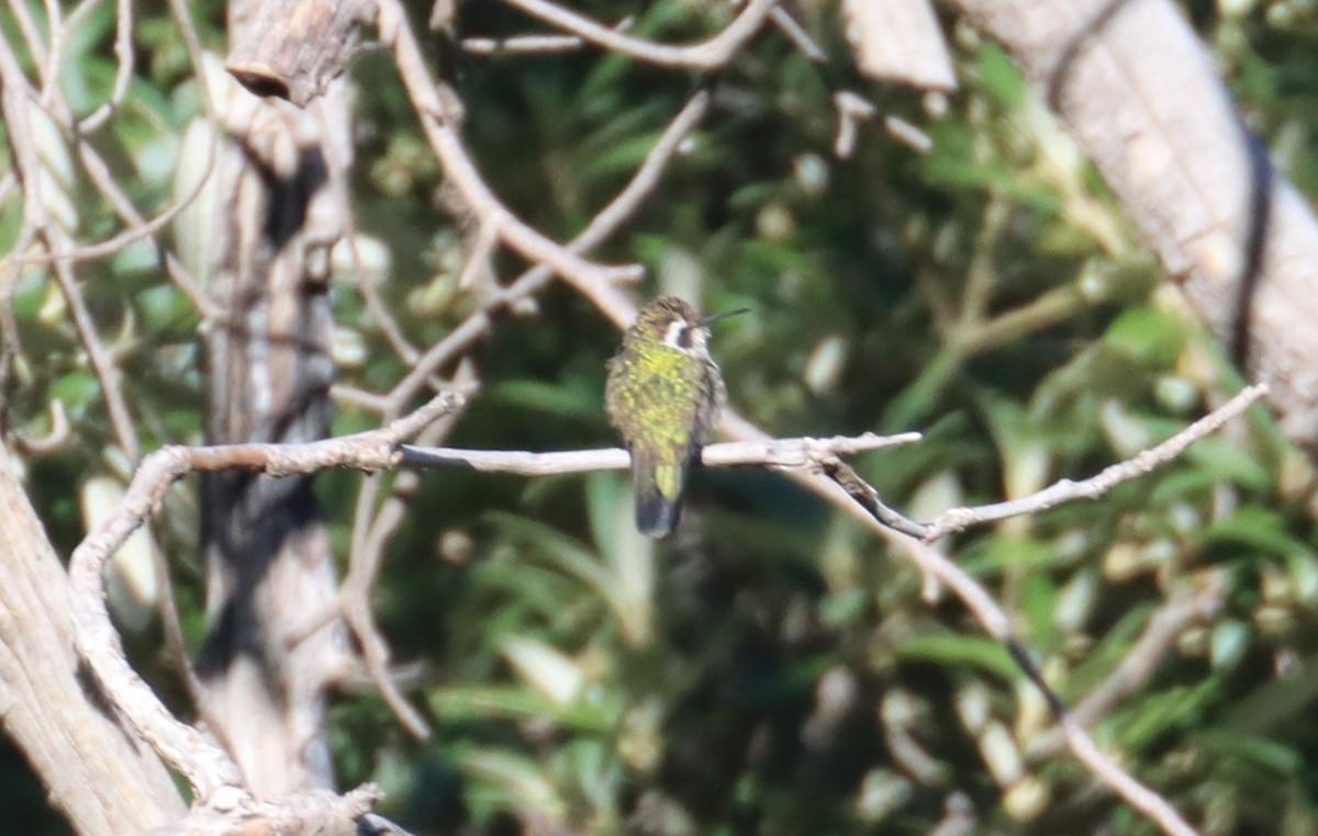 Colibrí Orejiblanco - ML607908641