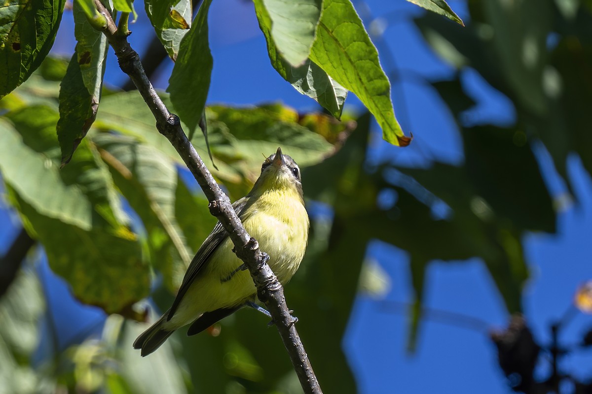 Philadelphia Vireo - Su Li