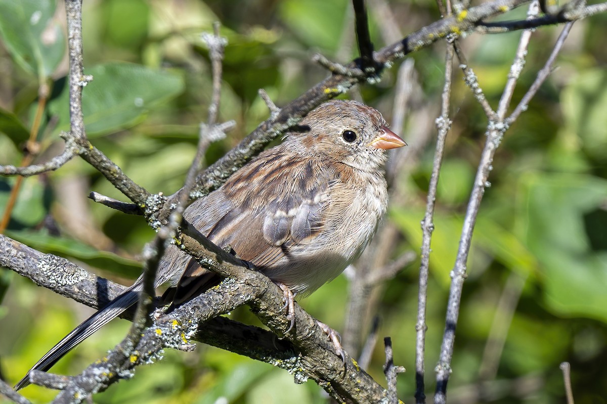 Field Sparrow - Su Li