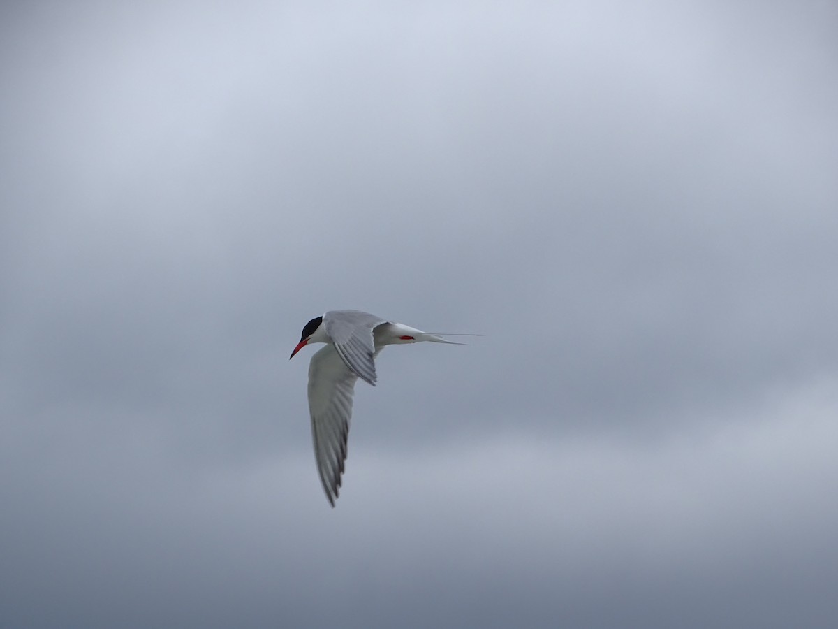 Common Tern - ML607909351