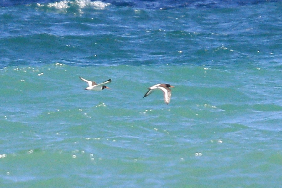 Eurasian Oystercatcher - ML607910431