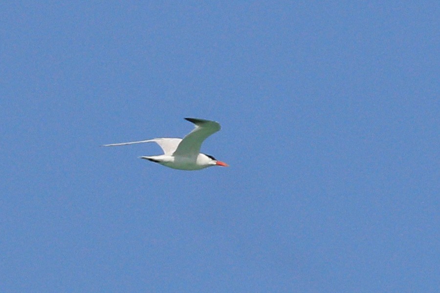 Caspian Tern - ML607910851