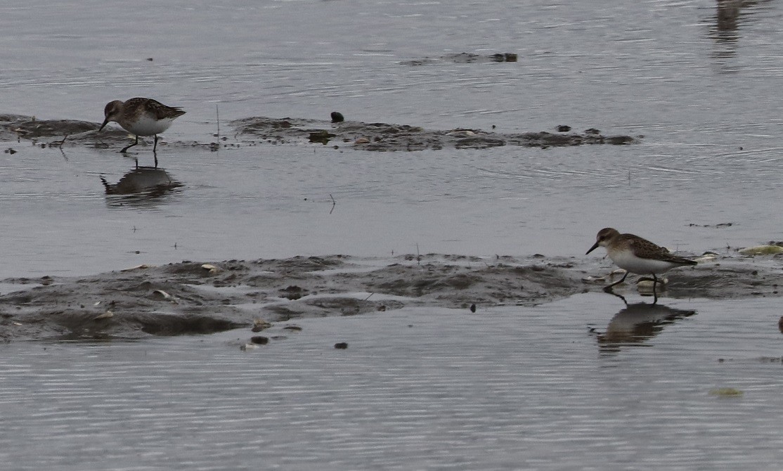 Semipalmated Sandpiper - ML607911051