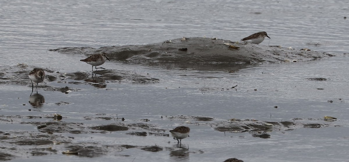 Semipalmated Sandpiper - ML607911151