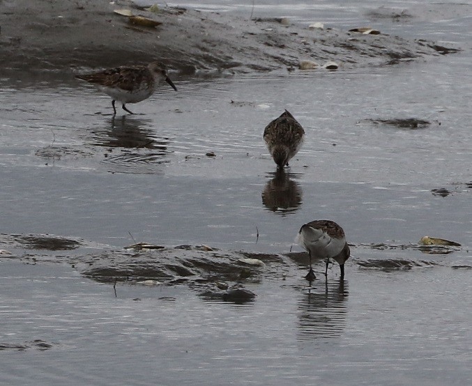 Semipalmated Sandpiper - ML607911161