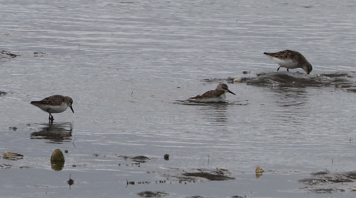 Semipalmated Sandpiper - ML607911171