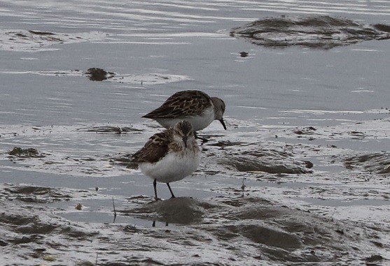 Semipalmated Sandpiper - ML607911201