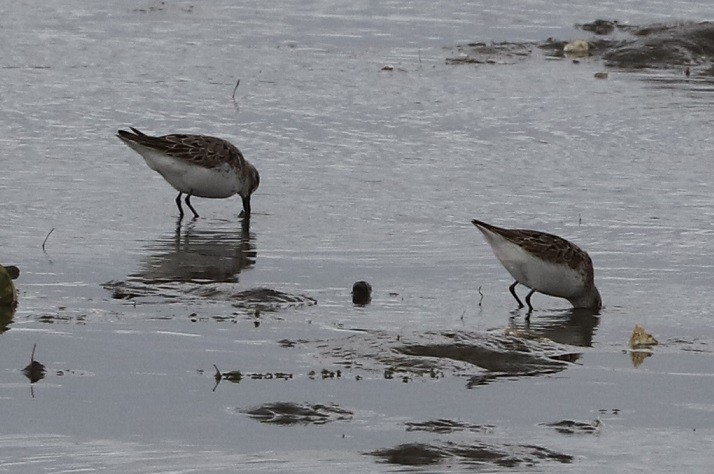 Semipalmated Sandpiper - ML607911211