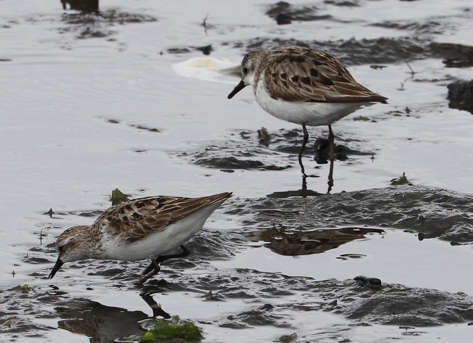 Semipalmated Sandpiper - ML607911221