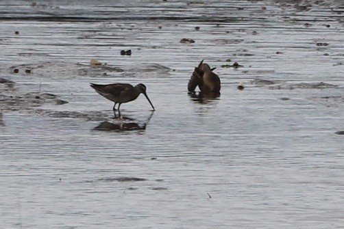 Short-billed Dowitcher - ML607911561