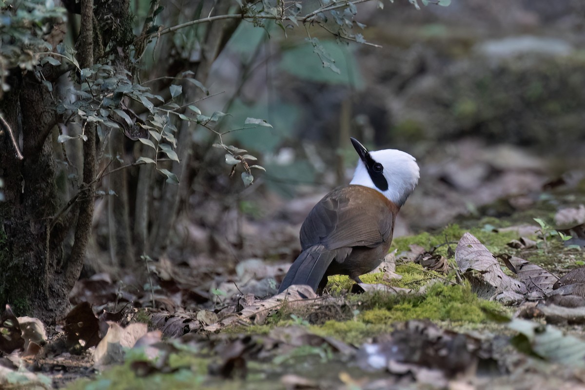 White-crested Laughingthrush - ML607911661