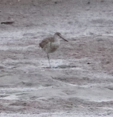 Willet - ML607912201