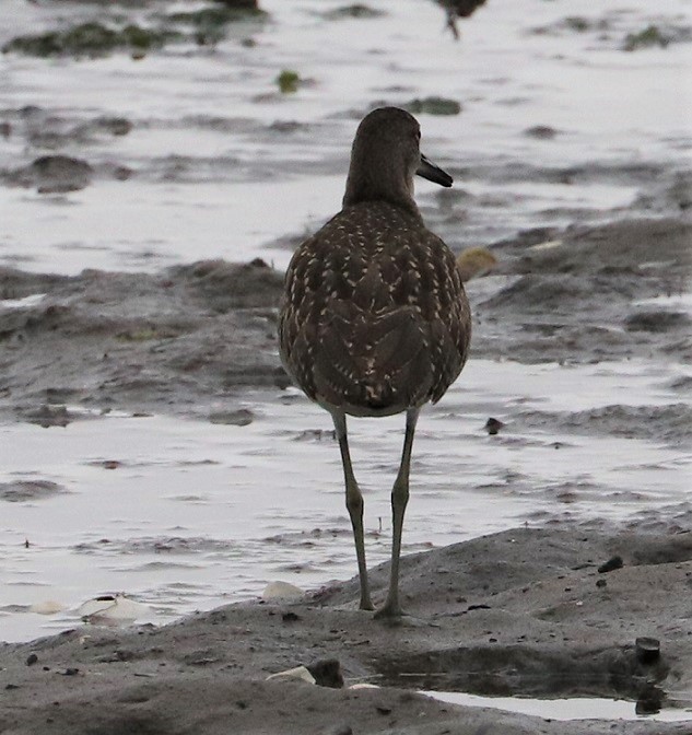 Willet - ML607912221