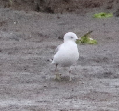 Ring-billed Gull - ML607912331