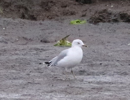 Ring-billed Gull - ML607912341