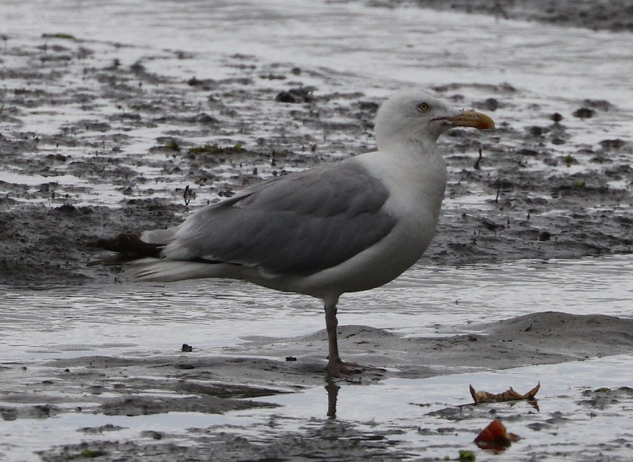 Herring Gull - ML607912421