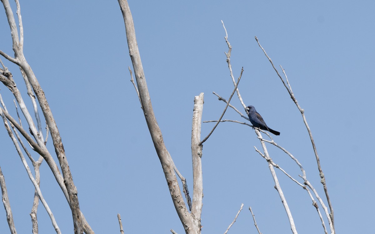 Blue Grosbeak - Kristina Fulkerson