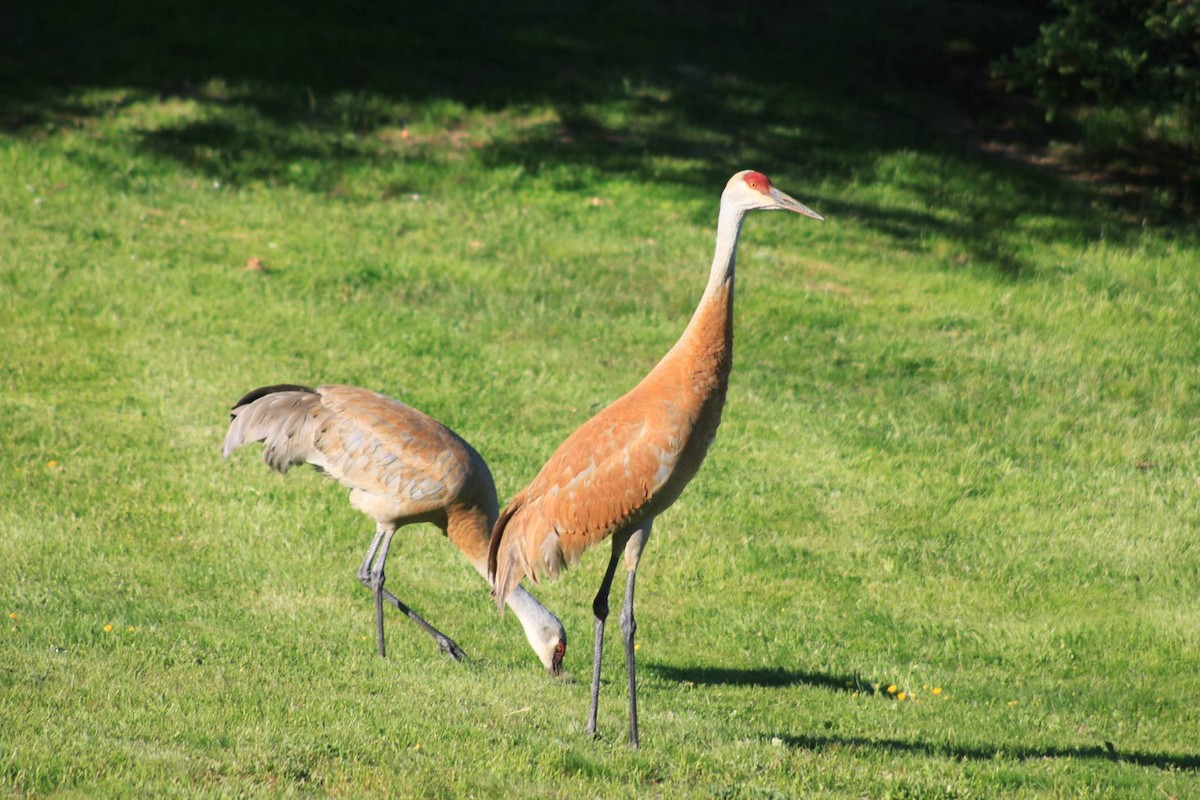 Sandhill Crane - ML60791291