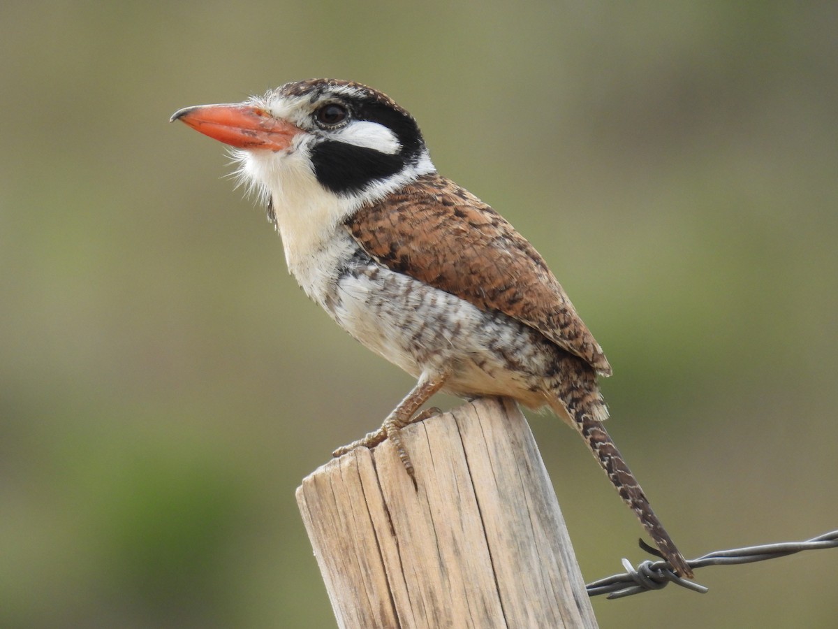 White-eared Puffbird - ML607912921