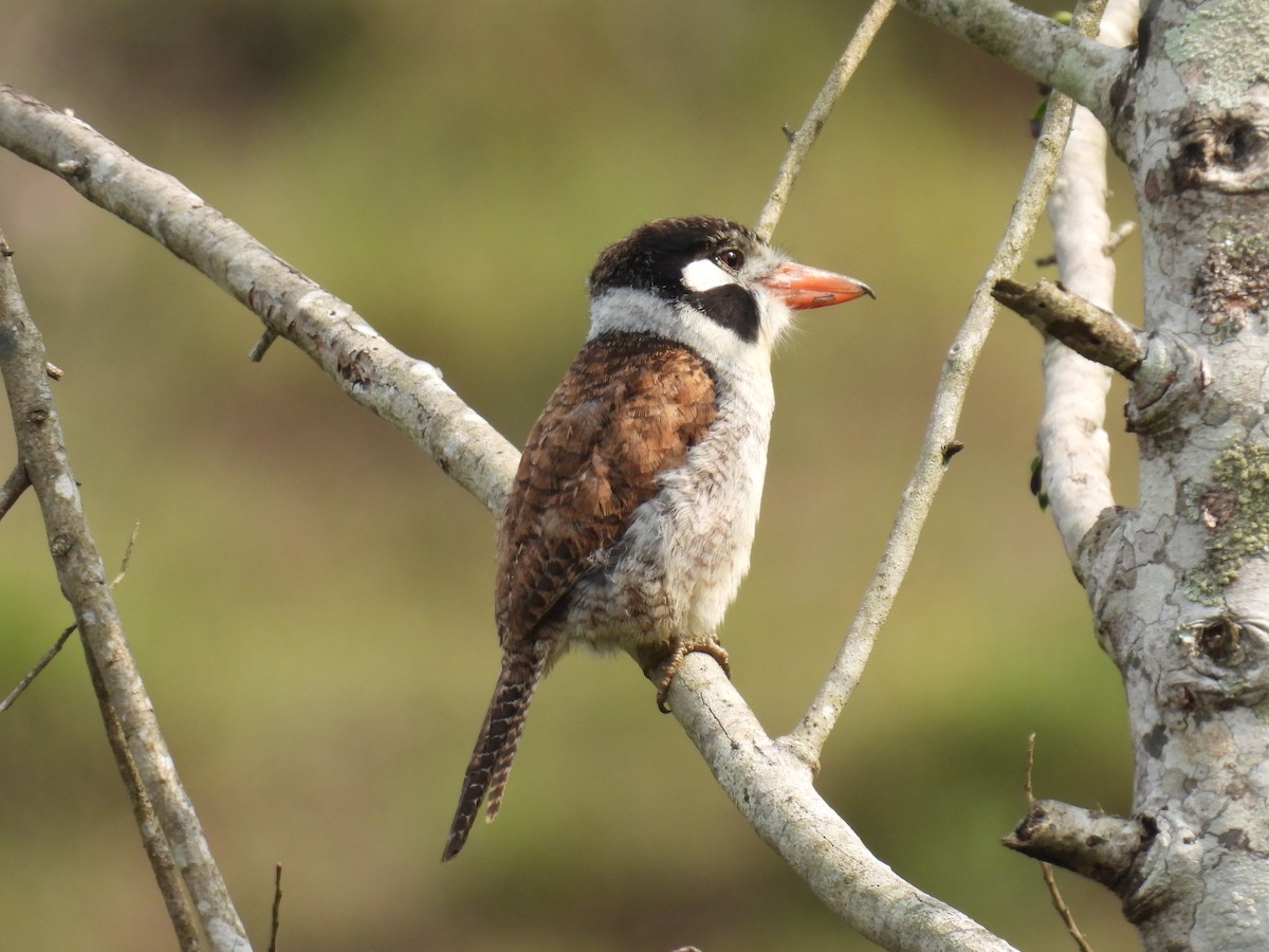 White-eared Puffbird - ML607912931