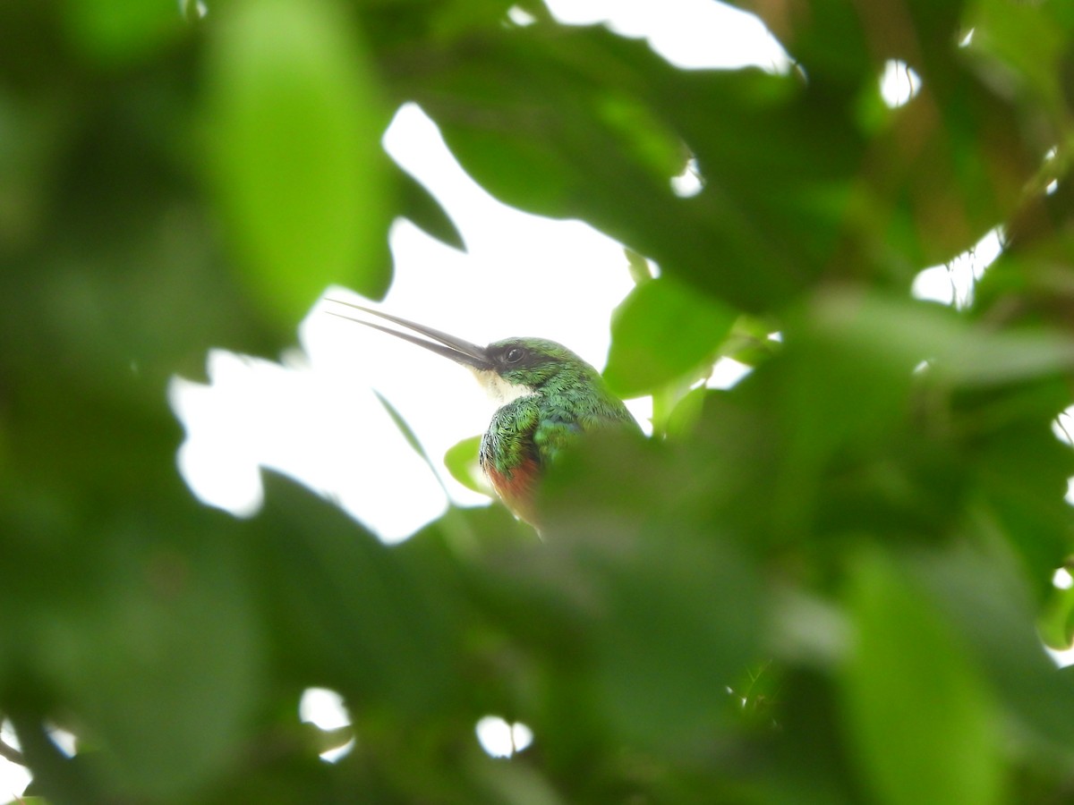 Rufous-tailed Jacamar - ML607913351