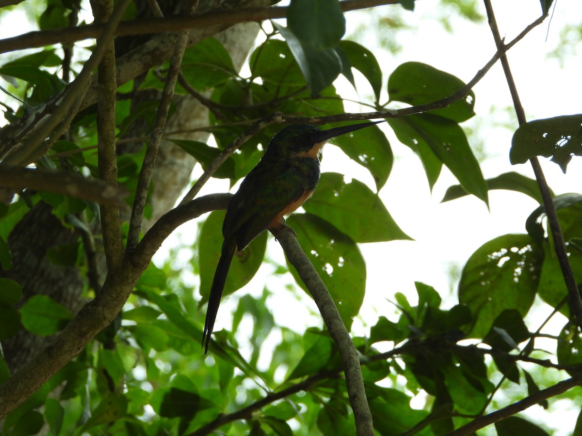 Rufous-tailed Jacamar - ML607913431