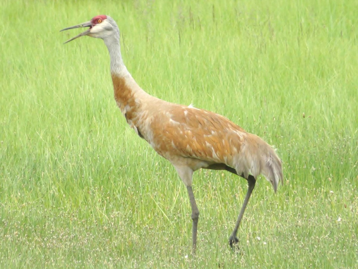 Sandhill Crane - ML60791351