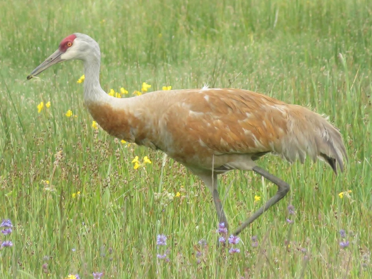 Sandhill Crane - ML60791361