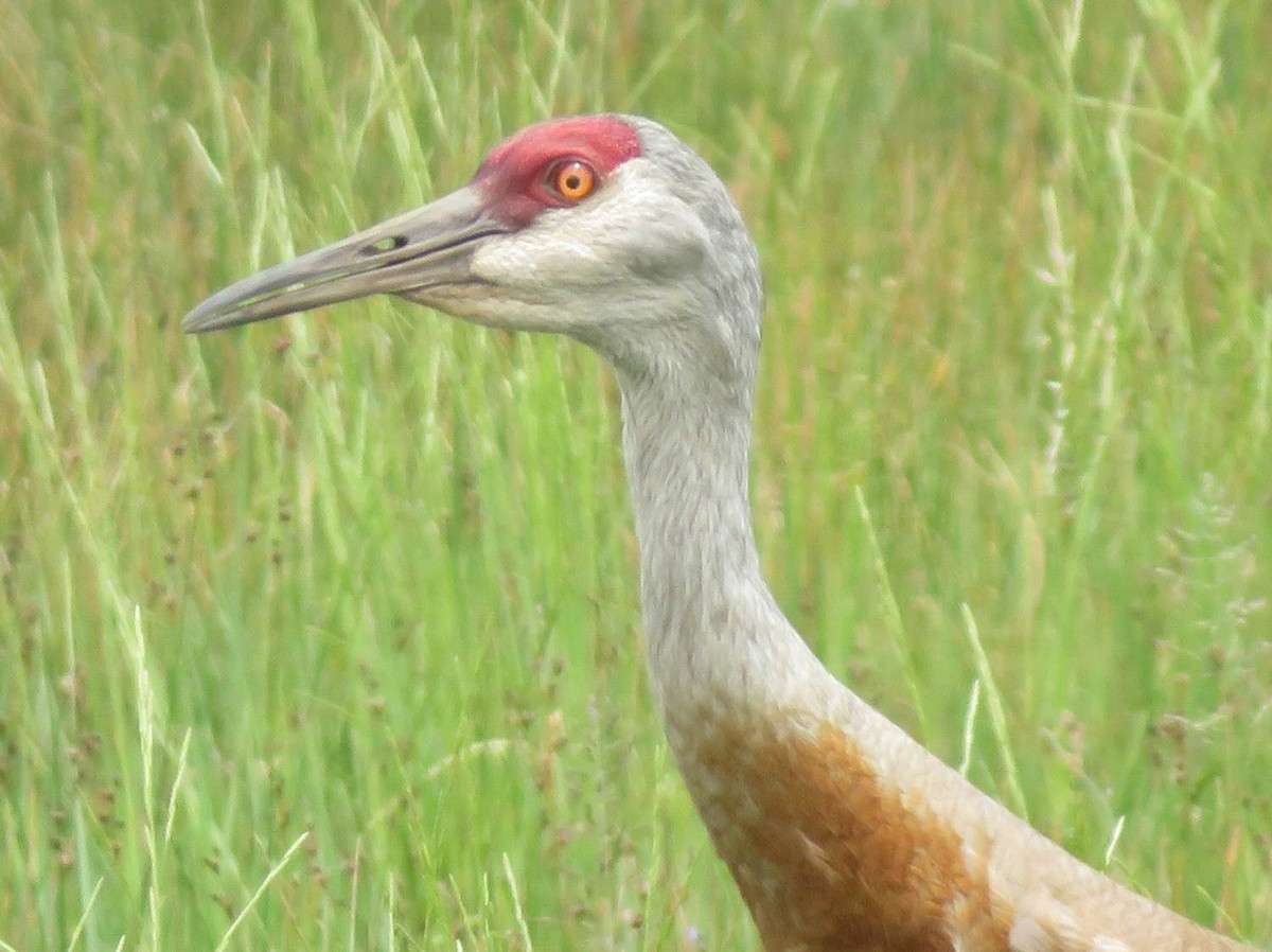 Sandhill Crane - ML60791371