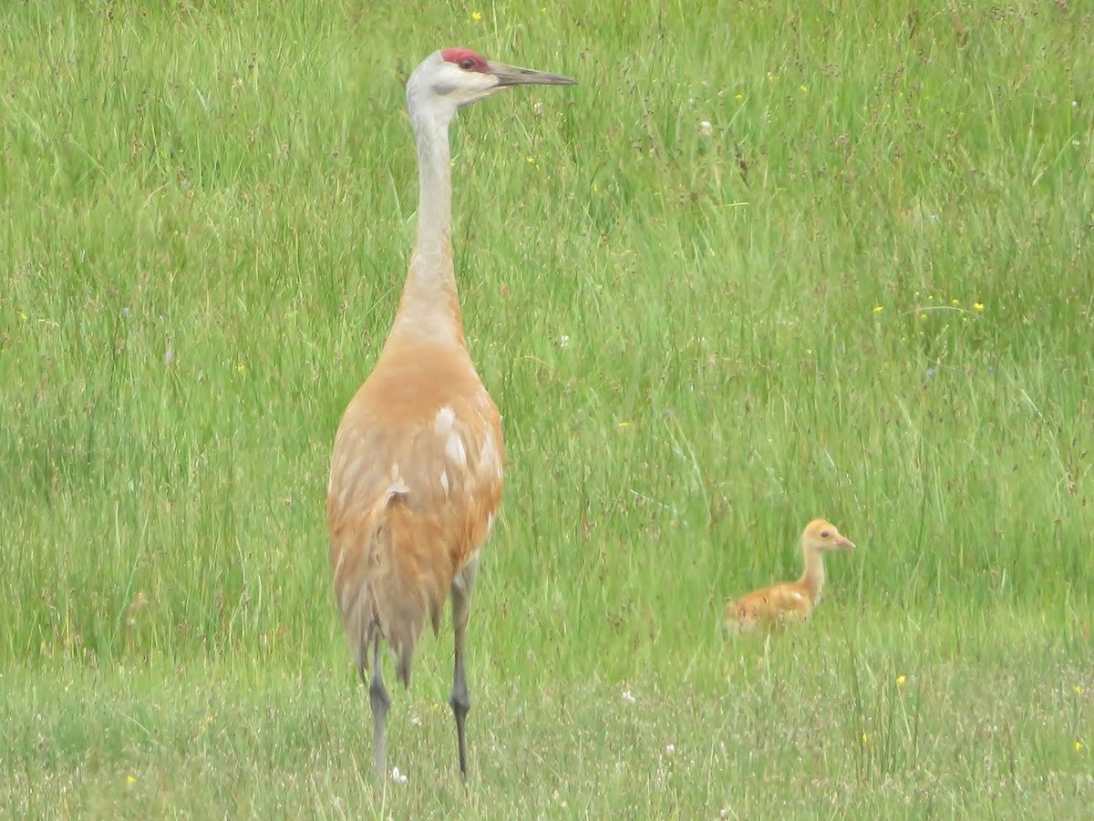 Sandhill Crane - Joshua French