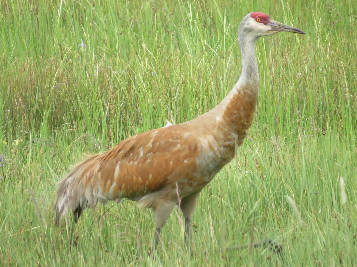 Sandhill Crane - Joshua French