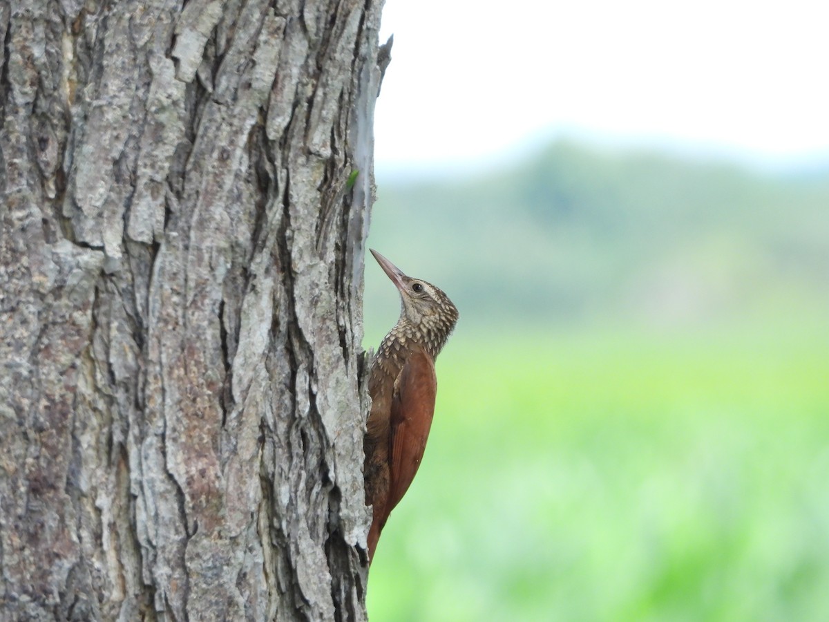 Straight-billed Woodcreeper - ML607914291