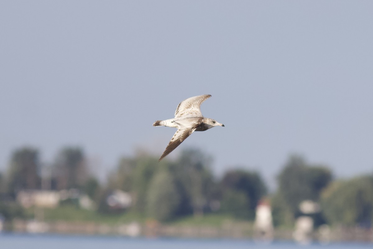 Ring-billed Gull - ML607914461