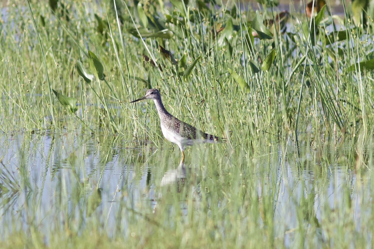 Greater Yellowlegs - ML607914591