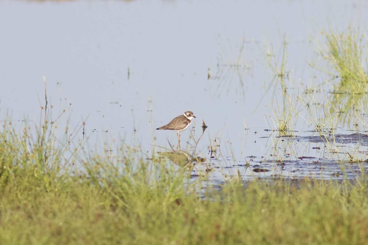 Semipalmated Plover - ML607914641