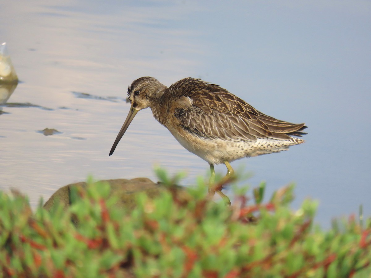 Short-billed Dowitcher - ML607914811