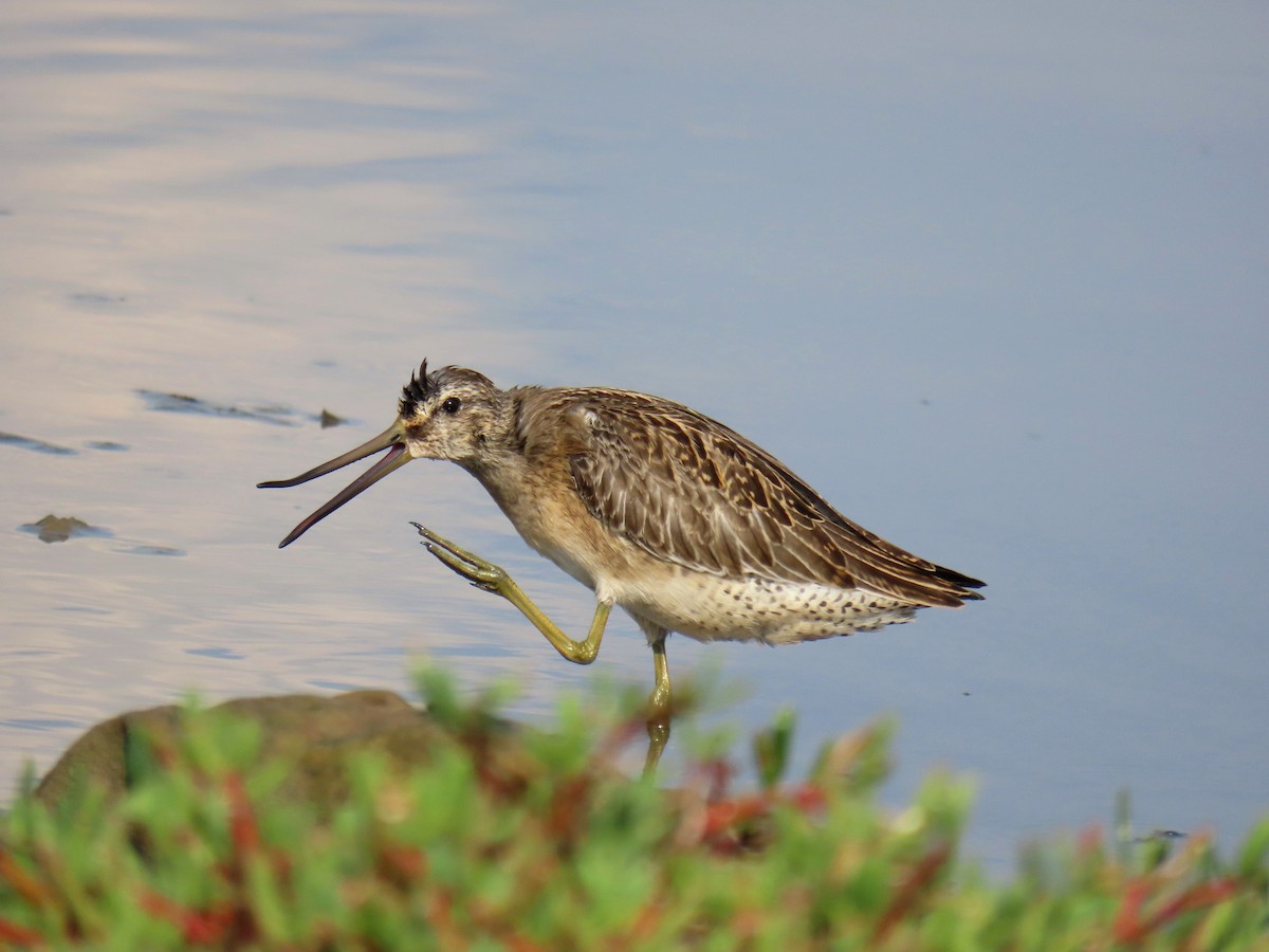 Short-billed Dowitcher - ML607914871